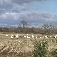 マツ,白鳥,ネギ,ネギ,ネギ畑の画像