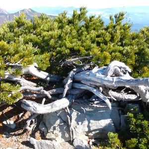 ハイマツ,盆栽,花のある暮らし,緑のある暮らし,常緑樹の画像