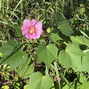 フヨウ,地植え,開花,ピンクの花,犬とお散歩の画像