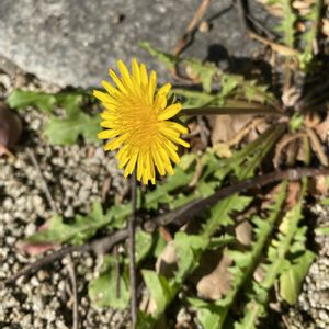 タンポポ,地植え,開花,黄色の花,犬とお散歩の画像