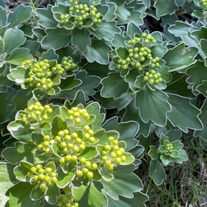 イソギク,地植え,つぼみ,緑が好きの画像