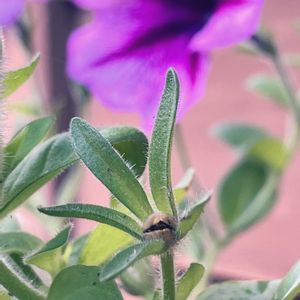 ペチュニア,ガーデニング,ナチュラルガーデン,花のある暮らし,おうち園芸の画像