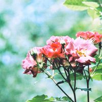 パンパスグラス,今日の一枚,花のある暮らし,フィルムカメラ,今日のお花の画像