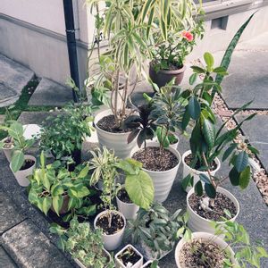 エア プランツ,寄せ植え,多肉植物,観葉植物,小さな花壇の画像