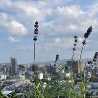 イングリッシュラベンダー,シクラメン大好き,極小ベランダ,シクラメンスワン,ピンデスキャンプファイヤーの画像