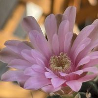 サボテン,サボテンの花の画像