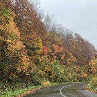 ナナカマド,紅葉,ダケカンバ,ヤマウルシ,落葉低木の画像