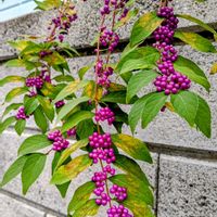 コムラサキ,コムラサキ 実,花散歩,お花大好き♡,秋の便りの画像