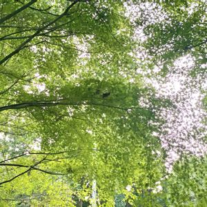 緑のある暮らし,暮らしを楽しむ,ナチュラルスタイル,繋がりに感謝✨,公園散歩の画像