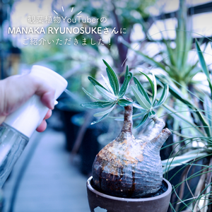 パキポディウム・グラキリス,観葉植物,塊根植物,植物のある暮らし,プランター栽培の画像