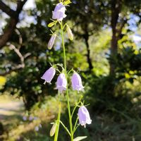 ハイビスカス,ハイビスカス,ハイビスカス,ツリガネニンジン,花と蝶の画像