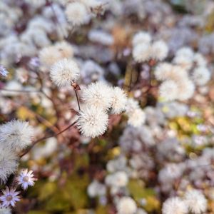 ナチュラルガーデン,紅葉（こうよう）,萌木の村,おでかけ先の画像