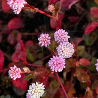 ヒメツルソバ,グランドカバー,こぼれ種,花のある暮らし,玄関先の画像