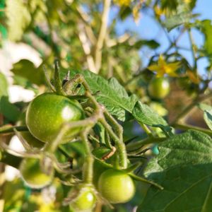 プチトマト,地植え,ミニミニ菜園,神戸っ子だョ‼️全員集合,晴れおの画像