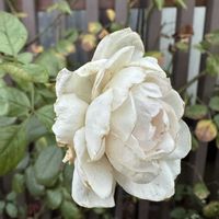 ガーデニング,フロントガーデン,秋の庭,ばら バラ 薔薇,小さな庭の画像