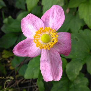 秋明菊(しゅうめいぎく),地植え,可愛い〜♡,チーム岐阜の画像