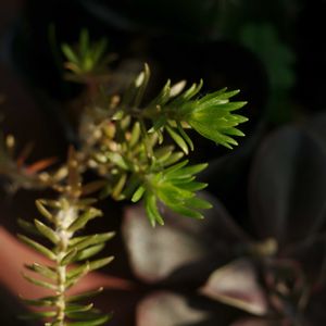 ハオルチア,多肉植物,観葉植物,塊根植物,サボテン科の画像