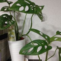 マドカズラ,観葉植物,晩酌と観葉植物の画像