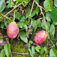 ムベ,今日のお花,平和を願う,常緑つる性木本,アケビ科ムベ属の画像