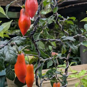 花のある暮らし,今日のお花,花いろいろ,おうち園芸,棚の画像