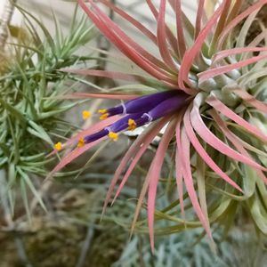 チランジア　イオナンタ,チランジア イオナンタ (白花),Thillandsia ionantha.,チランジア属,ベランダーの画像