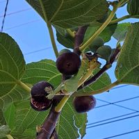 無花果,無花果,無花果,無花果,枇杷の木．の画像