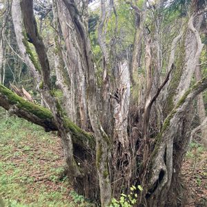 カツラ,お出掛け先,カツラ科,カツラ属,木曜日は木の画像