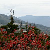 ナナカマド,チシマザサ,アオモリトドマツ・オオシラビソ,ブナの二次林,山野草の画像