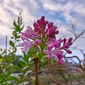 ライラック,開花,ガーデニング,おうち園芸,小さな庭の画像