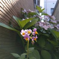 ジャガイモ,今日のお花,蔵出しpicの画像