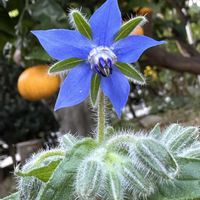 ボリジ,いつもありがとう♡,優しい気持ち,青い花マニア,応援花❤️の画像