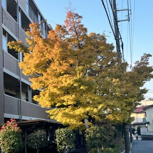 紅葉,唐印(とういん),斑入りワイヤープランツ スポットライト,花のある暮らし,火祭り紅葉の画像