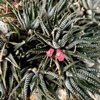 サボテン,ジュウニノマキ,ジュウニノマキの花,多肉植物,新宿御苑の画像