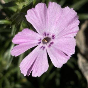 シバザクラ,シバザクラ　フロックストロット,ナチュラルガーデン,お庭の花たち,庭づくりの画像