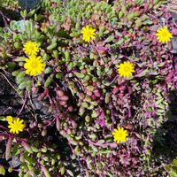 ルビーネックレス,ルビーネックレスの花,多肉のある暮らし,多肉地植えの画像