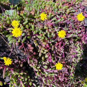 ルビーネックレス,ルビーネックレスの花,多肉のある暮らし,多肉地植えの画像