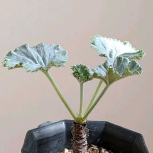 ペラルゴニウム・ミラビレ,多肉植物,塊根植物,コーデックス,珍奇植物の画像