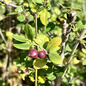 イヌツゲ,イヌツゲの実,植栽,雌雄異株,常緑小高木の画像