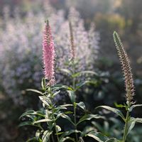 ベロニカ,パンダスミレ,ベロニカ・フェアリーテイル,花のある暮らし,おうち園芸の画像