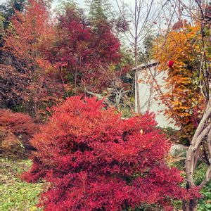 ナチュラルガーデン,花のある暮らし,実りの秋,寒さに負けない,自給自足の画像