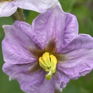 ジャガイモ,花壇,ガーデニング,野菜の花,自家製野菜の画像