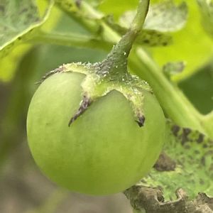 ジャガイモ,花壇,ガーデニング,自家製野菜,今日のお花の画像