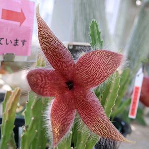 スタペリア,スタペリア・王犀角,スタペリア・ギガンティア,多肉植物,温室の画像