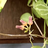 ディスキディア,ディスキディア,グリーンのある暮らし,植物のある暮らし,お花のある暮らしの画像