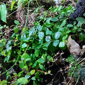 着生植物,珍奇植物,珍しい植物,かわった植物の画像