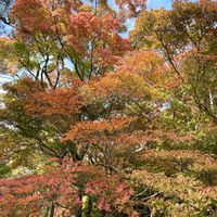 ドウダンツツジ,イロハモミジ,日本庭園,神戸,ありがとう♡の画像