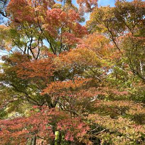 ドウダンツツジ,イロハモミジ,日本庭園,神戸,ありがとう♡の画像