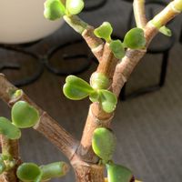 金のなる木,金のなる木　花月,多肉植物,花のある暮らし,おうち園芸の画像