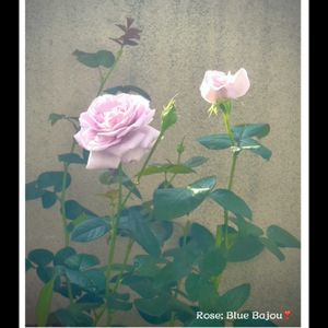 薔薇の新芽♡,Rose:Blue Bajou,薔薇の花 四位一体 美々しきや,ベランダガーデニング,季節の花華シリーズ　和堂の画像