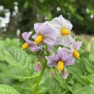 ジャガイモ,実家の畑,今日のお花,小花会,みんな最高の画像